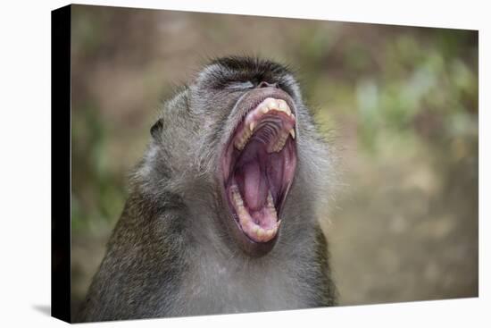 Long-Tailed Macaque (Macaca Fascicularis), Bako National Park, Sarawak, Borneo, Malaysia-Michael Nolan-Premier Image Canvas