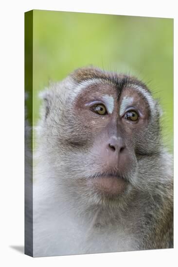 Long-Tailed Macaque (Macaca Fascicularis), Bako National Park, Sarawak, Borneo, Malaysia-Michael Nolan-Premier Image Canvas