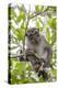 Long-Tailed Macaque (Macaca Fascicularis), Bako National Park, Sarawak, Borneo, Malaysia-Michael Nolan-Premier Image Canvas
