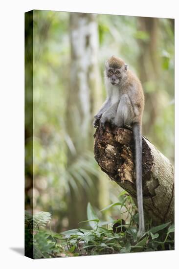 Long Tailed Macaque (Macaca Fascicularis) in the Jungle at Bukit Lawang-Matthew Williams-Ellis-Premier Image Canvas