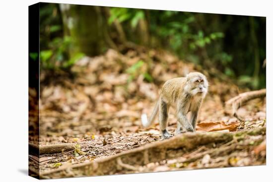 Long Tailed Macaque (Macaca Fascicularis), Indonesia, Southeast Asia-John Alexander-Premier Image Canvas