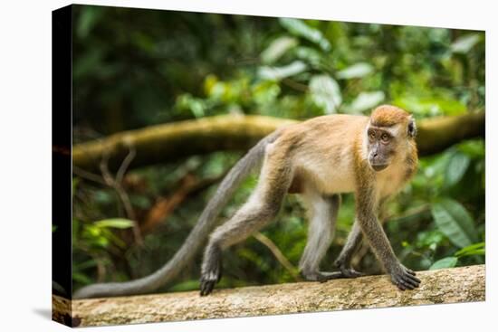 Long Tailed Macaque (Macaca Fascicularis), Indonesia, Southeast Asia-John Alexander-Premier Image Canvas