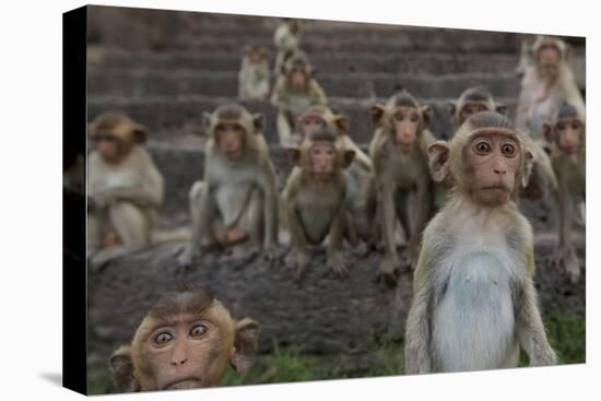 Long-Tailed Macaques (Macaca Fascicularis) Group of Juveniles on Steps at Monkey Temple-Mark Macewen-Premier Image Canvas