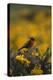 Long-Tailed Meadowlark on Bush-DLILLC-Premier Image Canvas