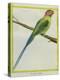 Long-Tailed Parakeet-Georges-Louis Buffon-Premier Image Canvas