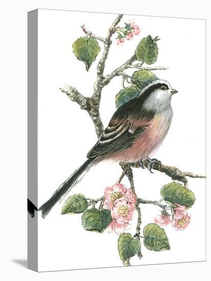 Long Tailed Tit and Cherry Blossom-Nell Hill-Premier Image Canvas