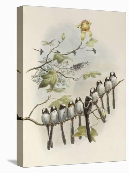Long-Tailed Tit, Mecistura Caudata, The Birds of Great Britain, 1862-1873-John Gould-Premier Image Canvas