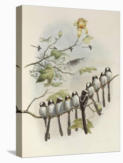 Long-Tailed Tit, Mecistura Caudata, The Birds of Great Britain, 1862-1873-John Gould-Premier Image Canvas