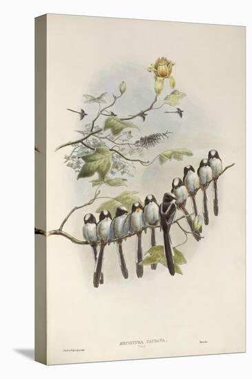 Long-Tailed Tit (Young)-John Gould-Premier Image Canvas