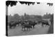 Longchamp Racecourse Transformed into a Cattle Enclosure, Near the Mill of Longchamp, Paris, 1914-Jacques Moreau-Premier Image Canvas