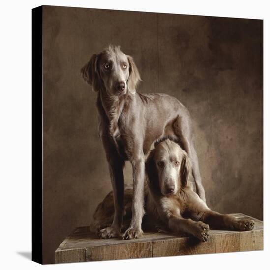 Longhaired Weimaraners (detail)-Yann Arthus-Bertrand-Stretched Canvas