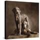 Longhaired Weimaraners (detail)-Yann Arthus-Bertrand-Stretched Canvas