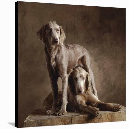 Longhaired Weimaraners (detail)-Yann Arthus-Bertrand-Stretched Canvas