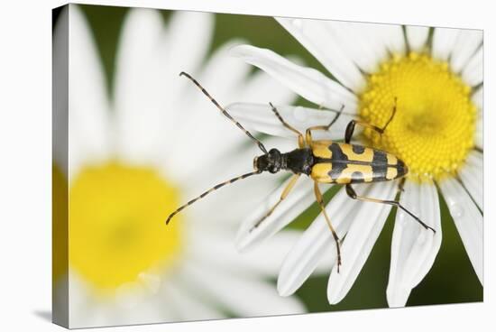 Longhorn Beetle-Adrian Bicker-Premier Image Canvas