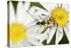 Longhorn Beetle-Adrian Bicker-Premier Image Canvas