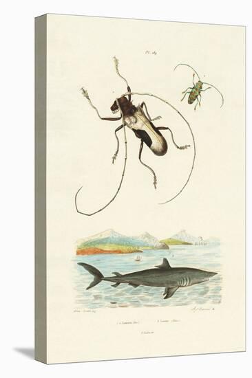 Longhorn Beetles, 1833-39-null-Premier Image Canvas