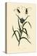 Longhorn Beetles, 1833-39-null-Premier Image Canvas