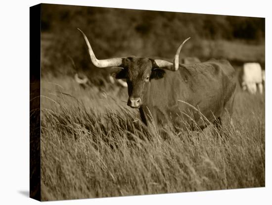 Longhorn Bull Wildlife, Oklahoma, USA-David Barnes-Premier Image Canvas