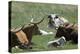 Longhorn Cattle in the Black Hills, South Dakota-null-Premier Image Canvas