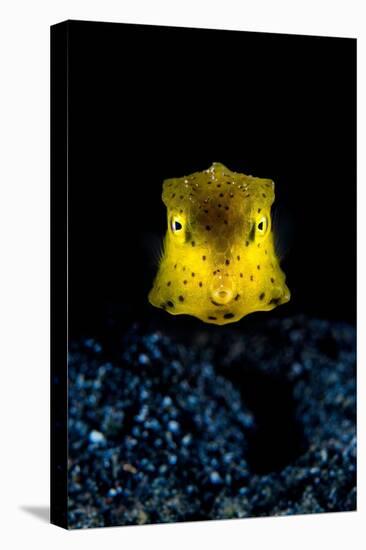 longhorn cowfish swimming over seabed at night, indonesia-alex mustard-Premier Image Canvas