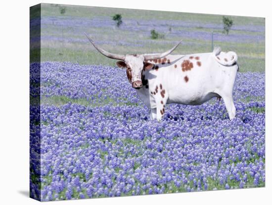 Longhorn Grazing on Bluebonnets, Midlothian, Texas-Pat Sullivan-Premier Image Canvas