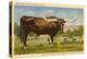 Longhorn Steer, Rockdale, Texas-null-Stretched Canvas