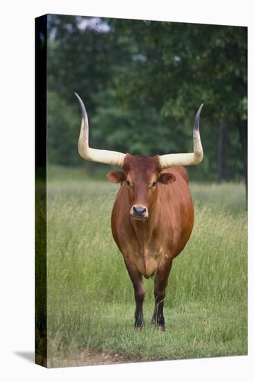 Longhorn Watusi Mix-DLILLC-Premier Image Canvas