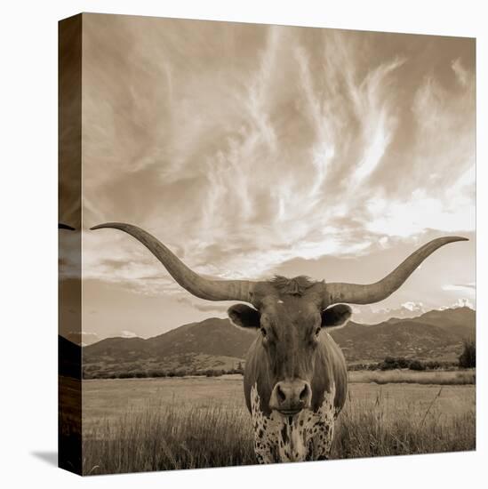 Longhorn-THE Studio-Premier Image Canvas