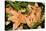Longiflorum X Asiatic 'Salmon Classic'-Adrian Thomas-Premier Image Canvas