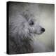 Longing Silver Standard Poodle-Jai Johnson-Premier Image Canvas