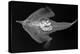 Longnose Batfish-Sandra J. Raredon-Stretched Canvas