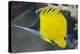 Longnose Butterflyfish (Forcipiger Flavissimus)-Louise Murray-Premier Image Canvas