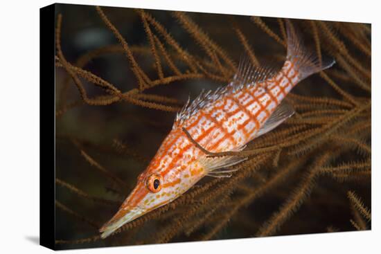 Longnose Hawkfish (Oxycirrhites Typus)-Louise Murray-Premier Image Canvas