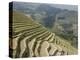 Longsheng Terraced Ricefields, Guilin, Guangxi Province, China-Angelo Cavalli-Premier Image Canvas