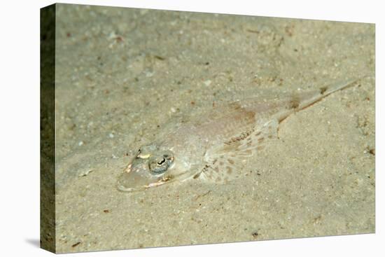 Longsnout Flathead Crocodilefish (Thysanophrys Chiltonae)-Reinhard Dirscherl-Premier Image Canvas