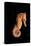 Longsnout Seahorse (Hippocampus Reidi), Pacific Ocean.-Reinhard Dirscherl-Premier Image Canvas