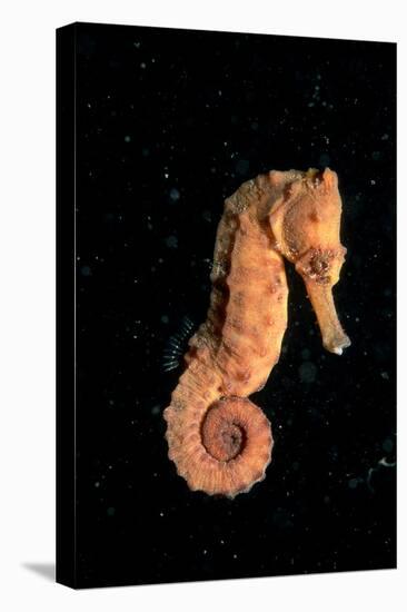 Longsnout Seahorse (Hippocampus Reidi), Pacific Ocean.-Reinhard Dirscherl-Premier Image Canvas