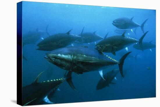 Longtail Tuna Fish-Peter Scoones-Premier Image Canvas