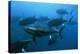 Longtail Tuna Fish-Peter Scoones-Premier Image Canvas