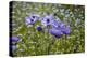 Longwood Garden Spring-Richard T. Nowitz-Premier Image Canvas