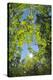 Look in fresh green leaves with sun, Roussillon, Provence, Vaucluse, France-Raimund Linke-Stretched Canvas