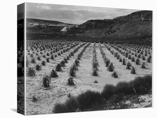 Looking Across Corn, Cliff In Bkgd "Corn Field Indian Farm Near Tuba City Arizona In Rain 1941"-Ansel Adams-Stretched Canvas