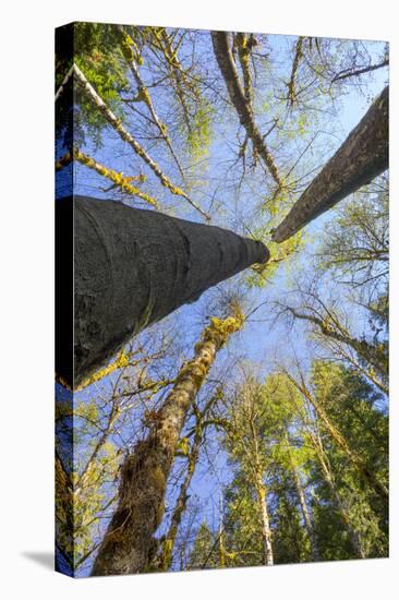 Looking Skyward Toward Treetops of Red Alder and Bigleaf Maple at Eagle Creek, Columbia River Gorge-Gary Luhm-Premier Image Canvas