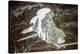 Looking Through A Hole In A Fallen Tree Trunk Out Towards Large Trees In Sequoia NP, CA-Michael Hanson-Premier Image Canvas