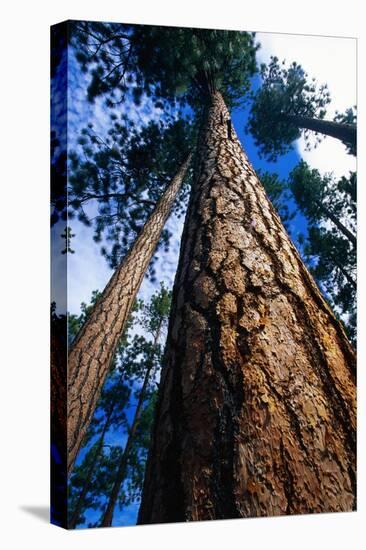 Looking Up a Ponderosa Pine Tree-Darrell Gulin-Premier Image Canvas