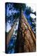 Looking Up a Ponderosa Pine Tree-Darrell Gulin-Premier Image Canvas