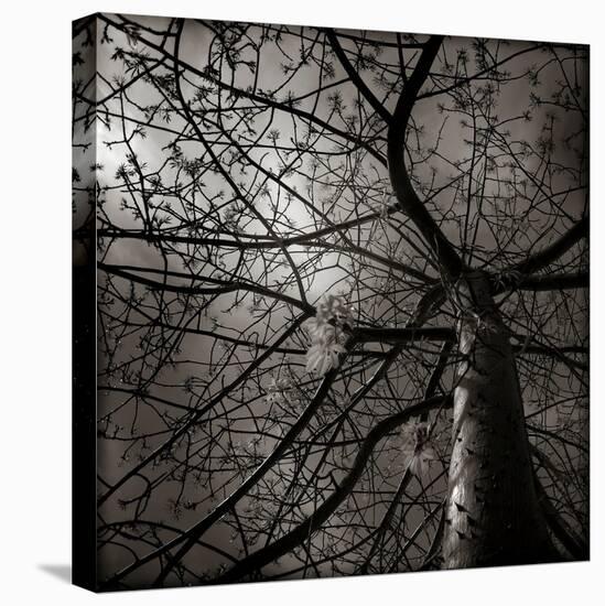 Looking Up at a Tree with Flowers-Luis Beltran-Premier Image Canvas