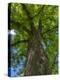 Looking up at a very tall and old tree.-Julie Eggers-Premier Image Canvas