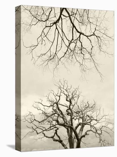 Looking Up at Branches of Dead Wych Elm Trees Killed by Dutch Elm Disease, Scotland, UK-Niall Benvie-Premier Image Canvas