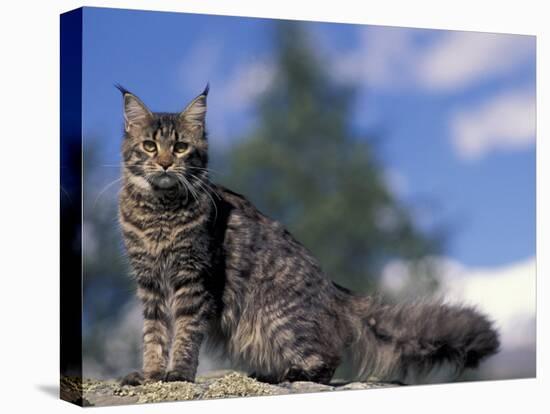 Looking Up at Maine Coon Cat-Adriano Bacchella-Premier Image Canvas